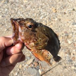 ナイスガッシー♪