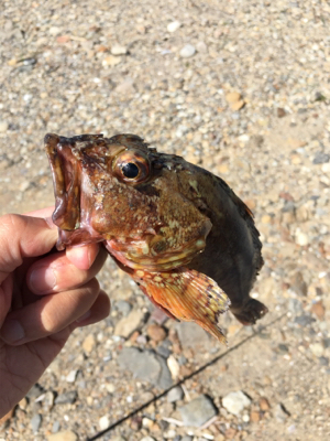 ナイスガッシー♪