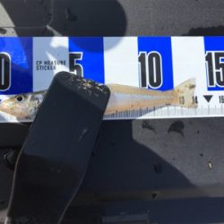 ちょい投げキス釣り