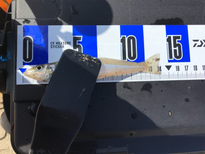 ちょい投げキス釣り