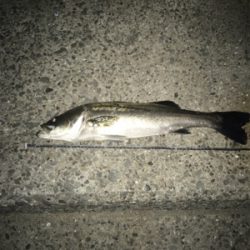 メバルを釣りに