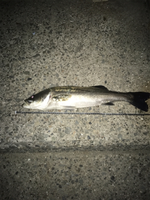 メバルを釣りに