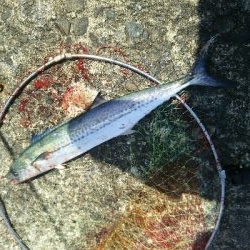 サゴシ釣れてます。