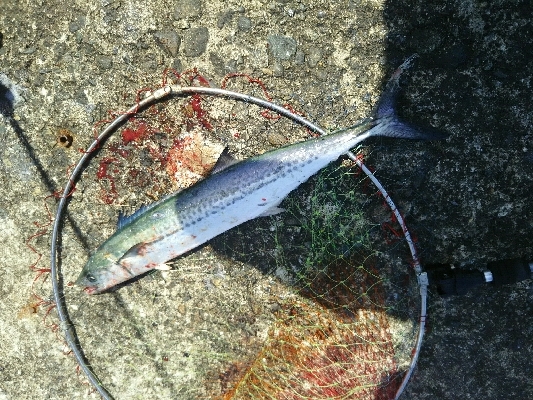 サゴシ釣れてます。