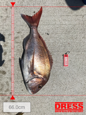 スロージギング