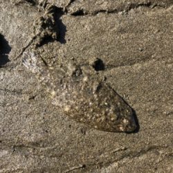 河口ライトゲーム