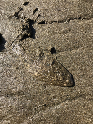 河口ライトゲーム