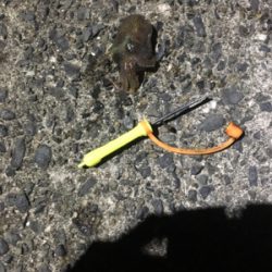 コウイカ釣行