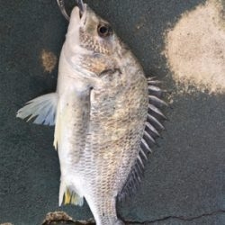 渋いなかやっとチーバス