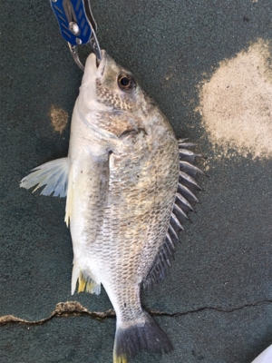 渋いなかやっとチーバス