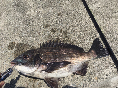 今日は暑いですね〜