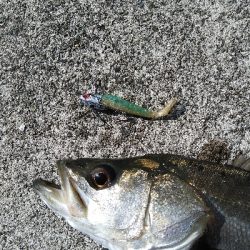 神戸湾奥デイゲームシーバス