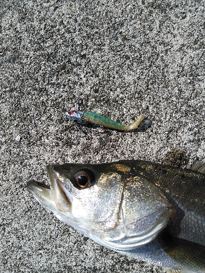 神戸湾奥デイゲームシーバス