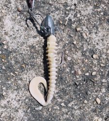 全く引かない魚！？