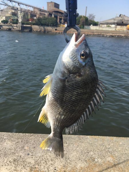 デイキビレとナイトシーバス