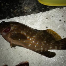 うまいの釣れた