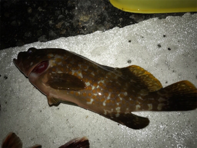 うまいの釣れた