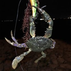 まさかの釣果（笑）