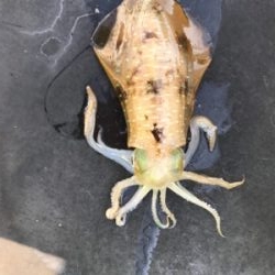 筏釣りに行きました