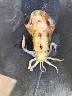 筏釣りに行きました