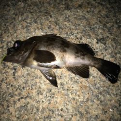 やっぱり面白いメバリング！