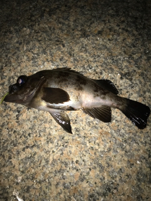 やっぱり面白いメバリング！