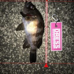 激シブの翌日はまぁまぁ