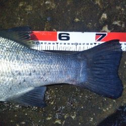 地磯で、どデカいヒラスズキ