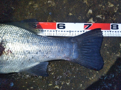 地磯で、どデカいヒラスズキ