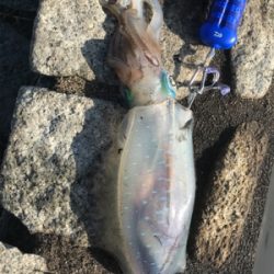 アオリイカ出撃