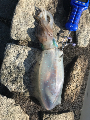 アオリイカ出撃