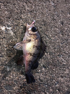 アーミーベイト赤ラメ。