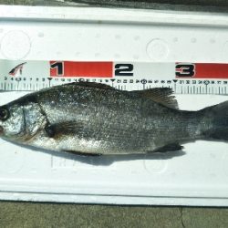 地磯でヒラスズキ