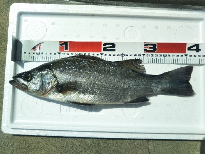 地磯でヒラスズキ