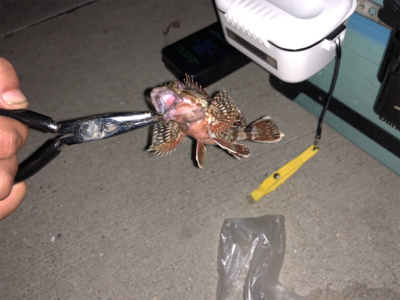 メバル デカ‼️