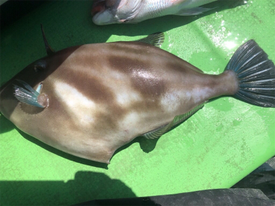 第14回九十九里魚協春の沖釣り大会