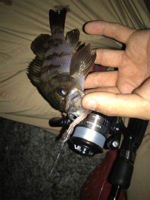 ちょこっとメバリングへ