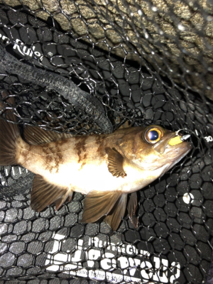 久々の泉南釣行