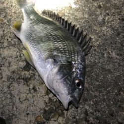 メバルが釣れません