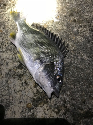 メバルが釣れません