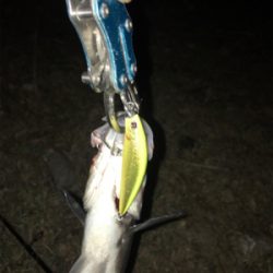 今期 初シーバス