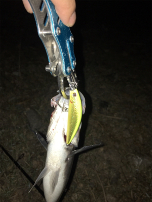 今期 初シーバス