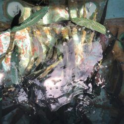 孝洋丸でアジ釣り