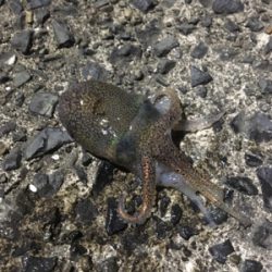 コウイカ釣行
