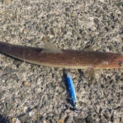 メバリング&ショア