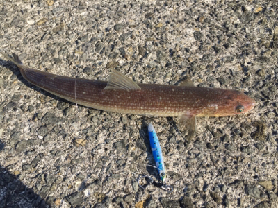 メバリング&ショア