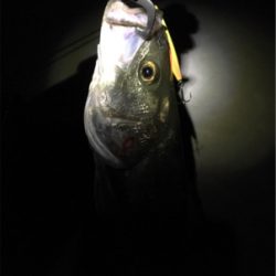 ナイスファイト！