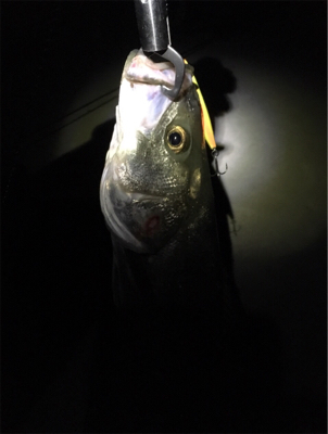 ナイスファイト！