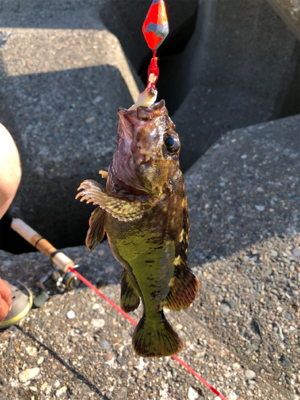 フラッと穴釣り、カサゴ狙い
