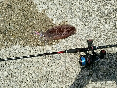 愛しのコウちゃん。